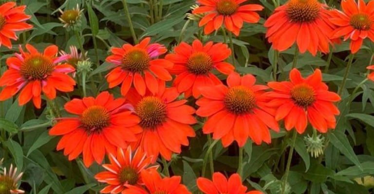 plantes - herbacée vivace